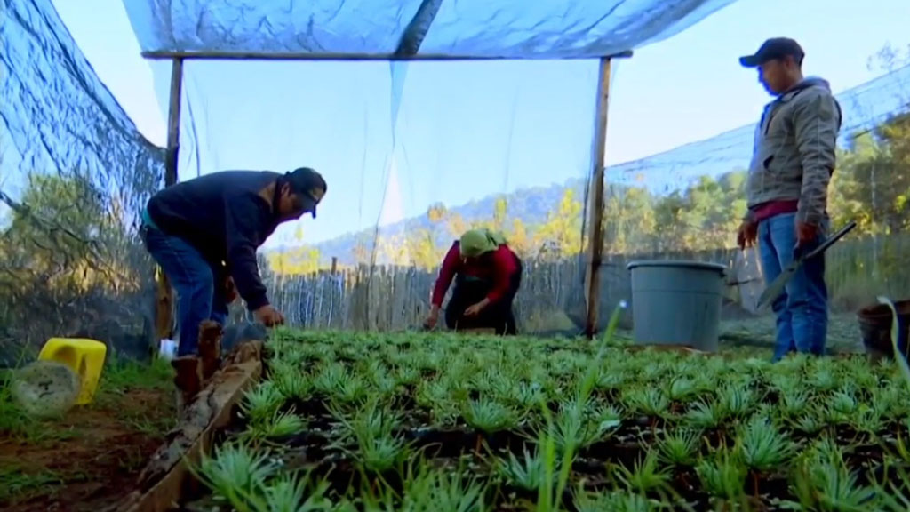 Indígenas tzotziles siembran árboles de Navidad con éxito en Chiapas - plantacion-de-arboles-de-navidad-en-chiapas