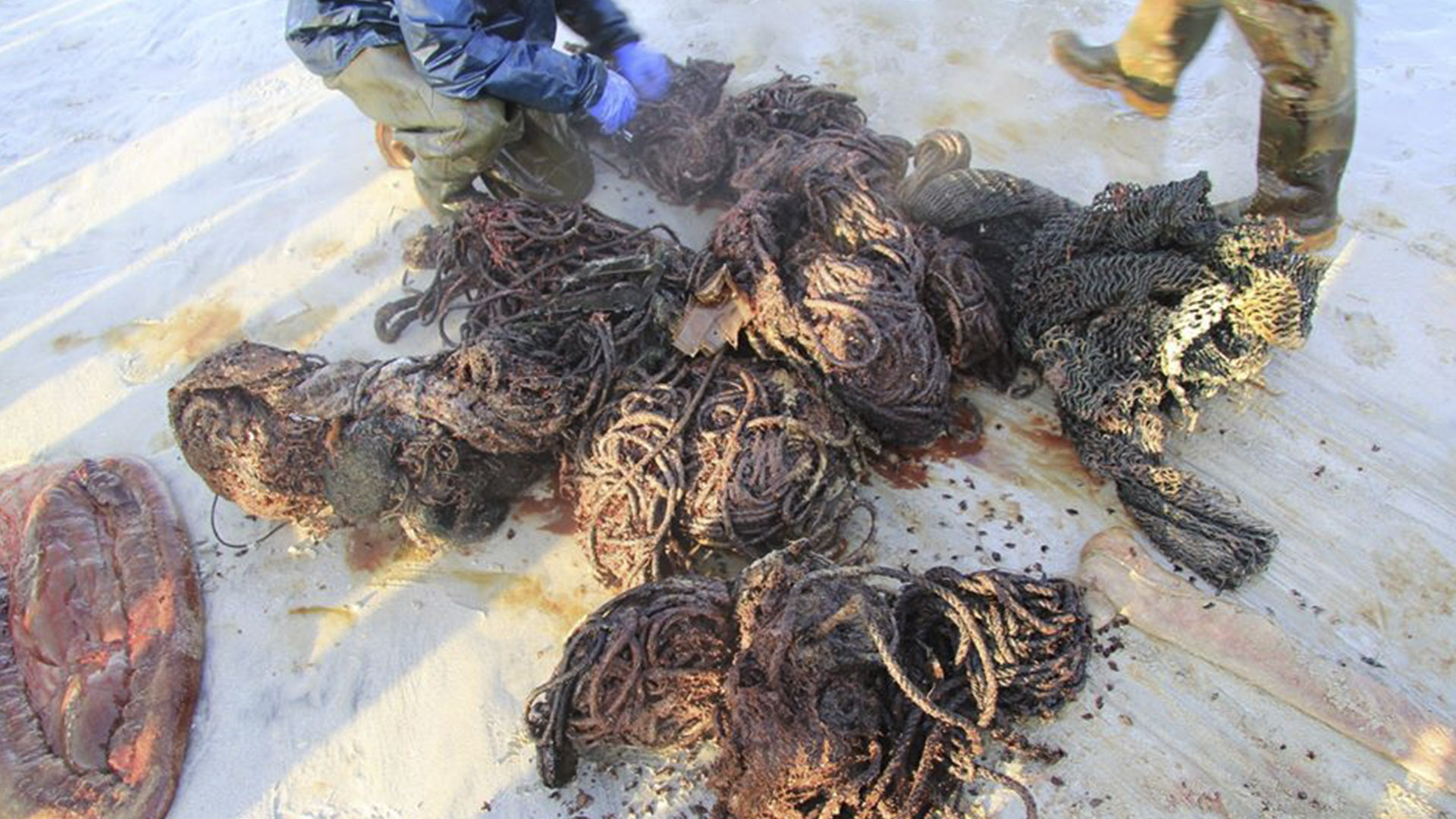 Extraen 100 kilos de basura de ballena muerta en Escocia - redes-y-desechos