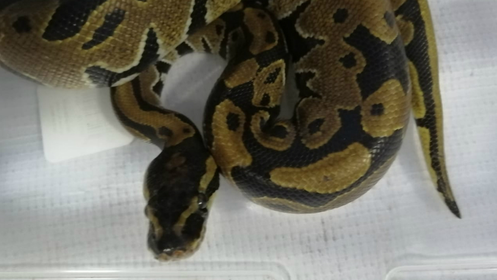 Guardia Nacional asegura reptiles en Veracruz y Estado de México