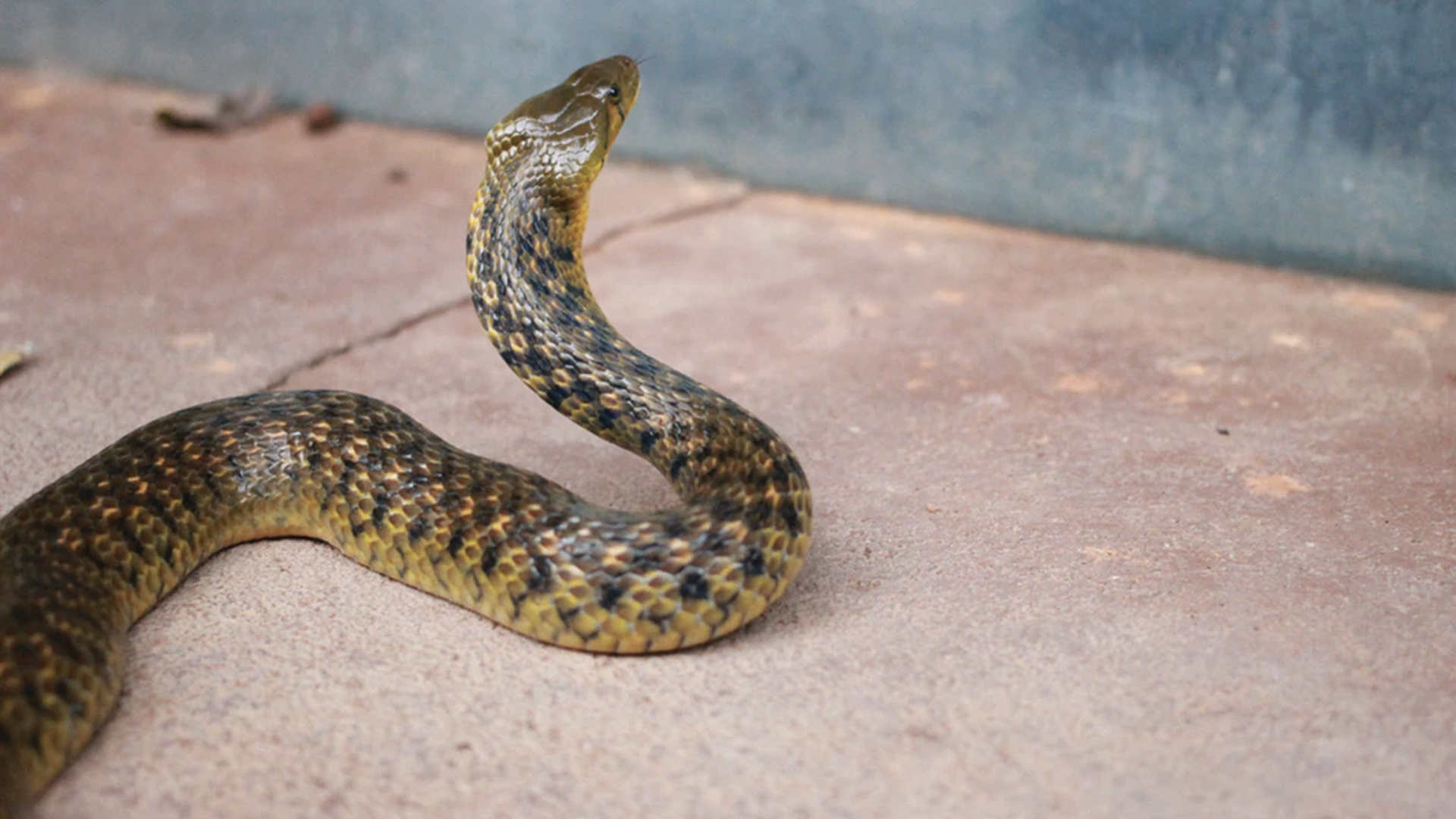 Mordeduras de serpiente, problema de salud pública en Edomex