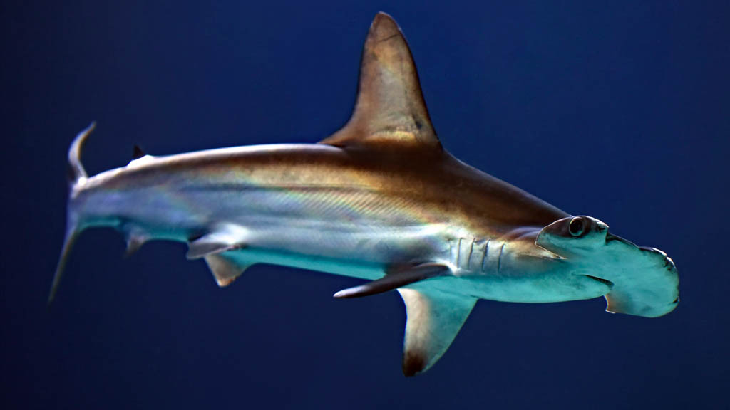 Tiburón martillo en peligro crítico de extinción