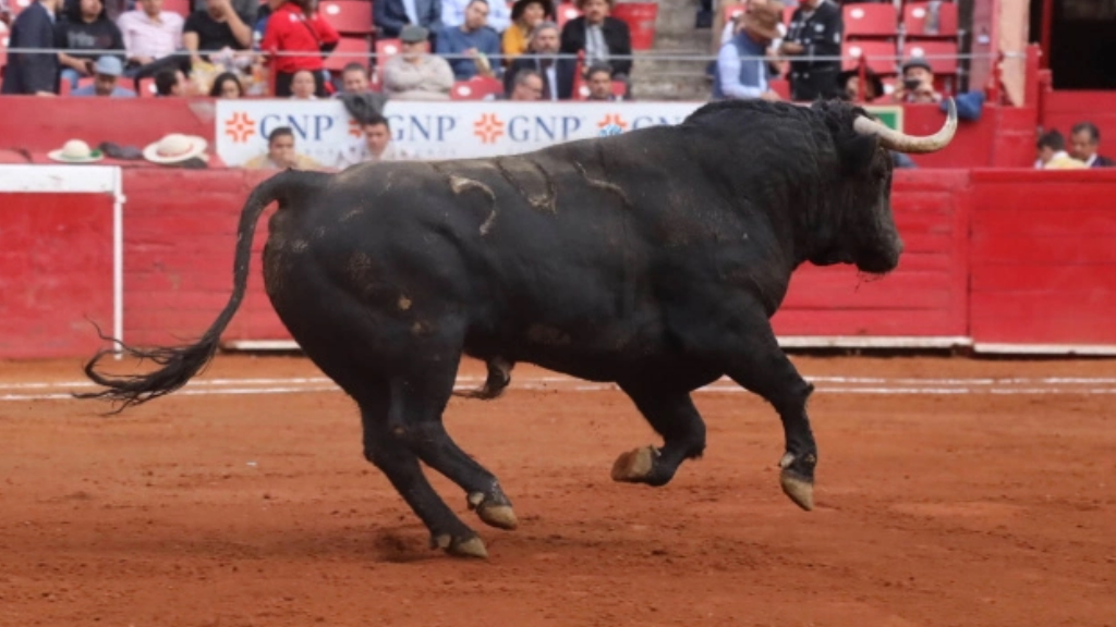 Ocho con Ocho: ¡Viva la diferencia ganadera!
