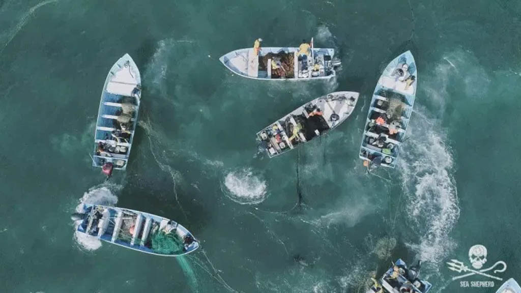 #Video Denuncian nuevo método para capturar totoaba en Baja California