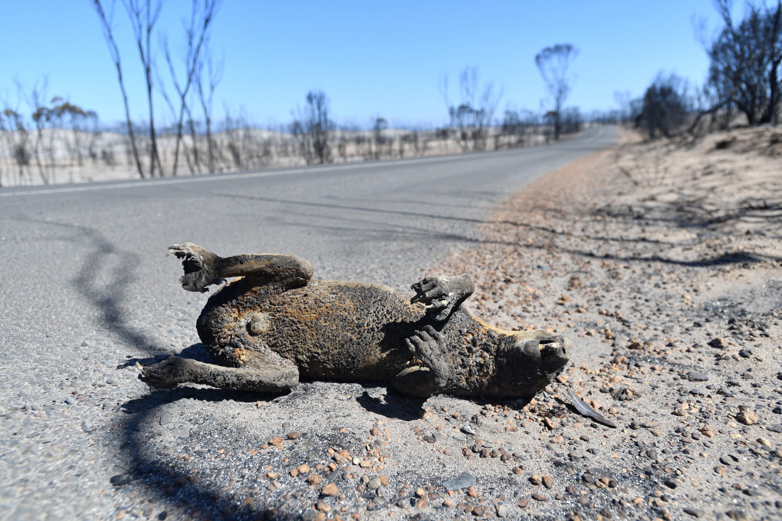 Más de mil millones de animales han muerto por incendios forestales de Australia - 969ec64a11cb9b0d3724cdf26991f3bd3a539375-scaled