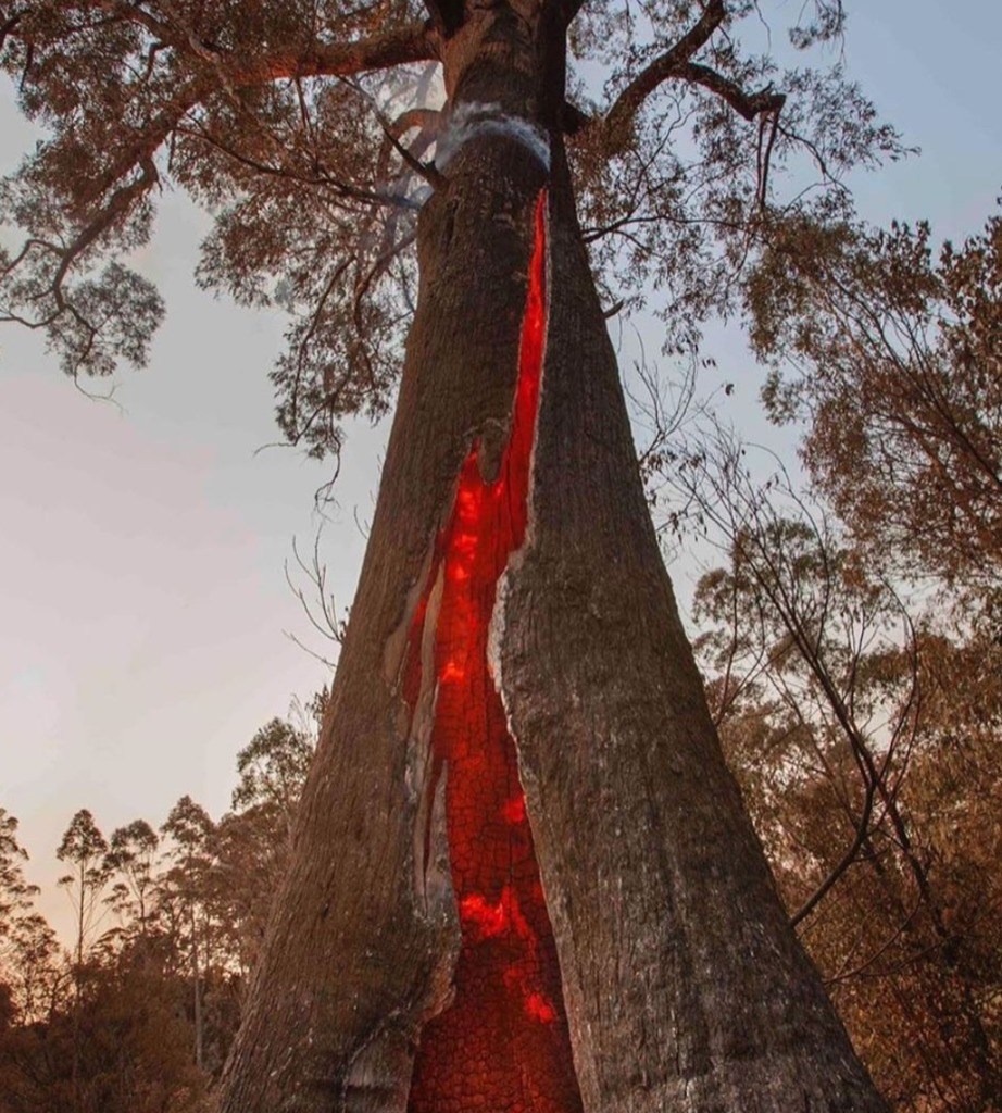 Ocho asociaciones a las que puedes donar para combatir los incendios en Australia - arbol