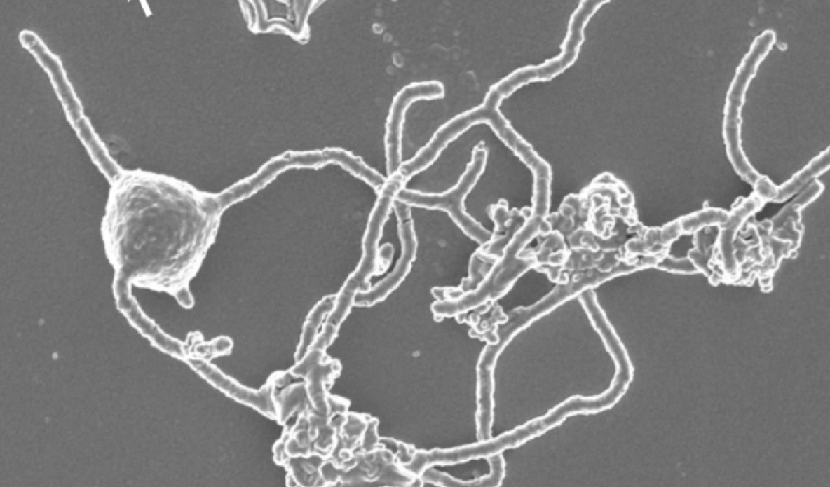 Científicos logran cultivo de microorganismos similares a los que dieron origen a la vida