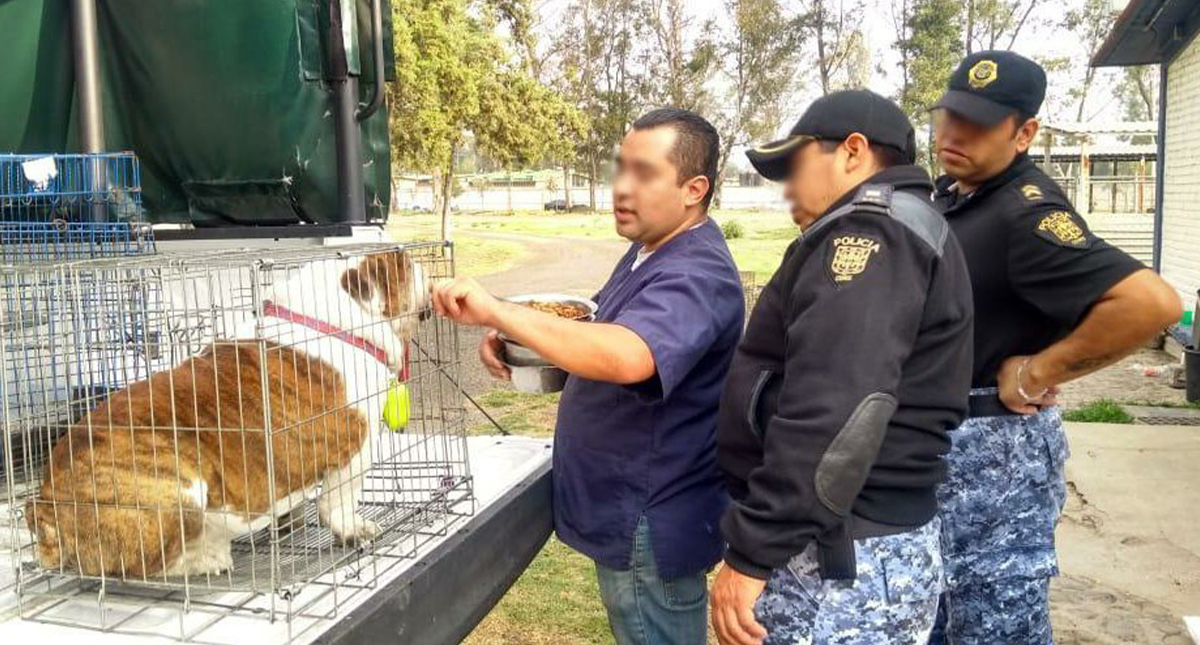 Rescatan a Emilio, el bulldog robado en la colonia Roma - aseguramiento-de-emilio