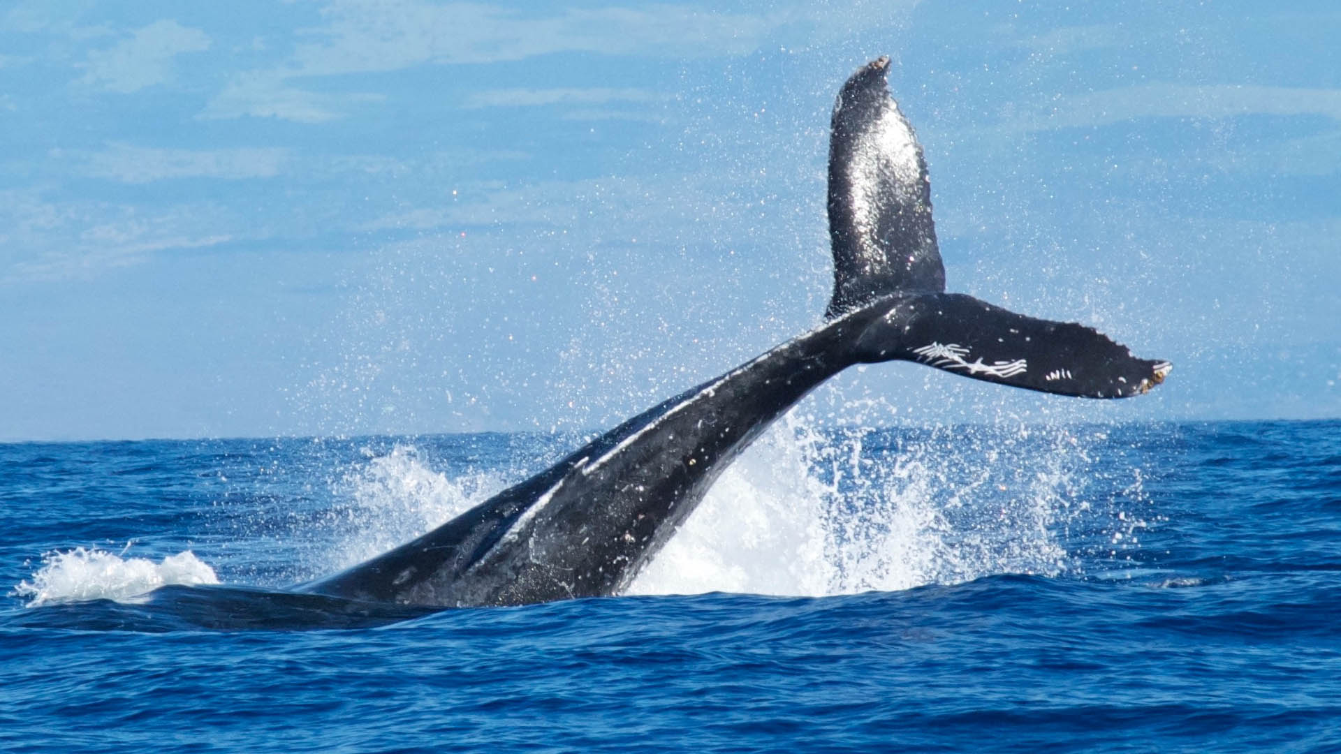 Continúa avistamiento de ballenas en ocho estados de la República