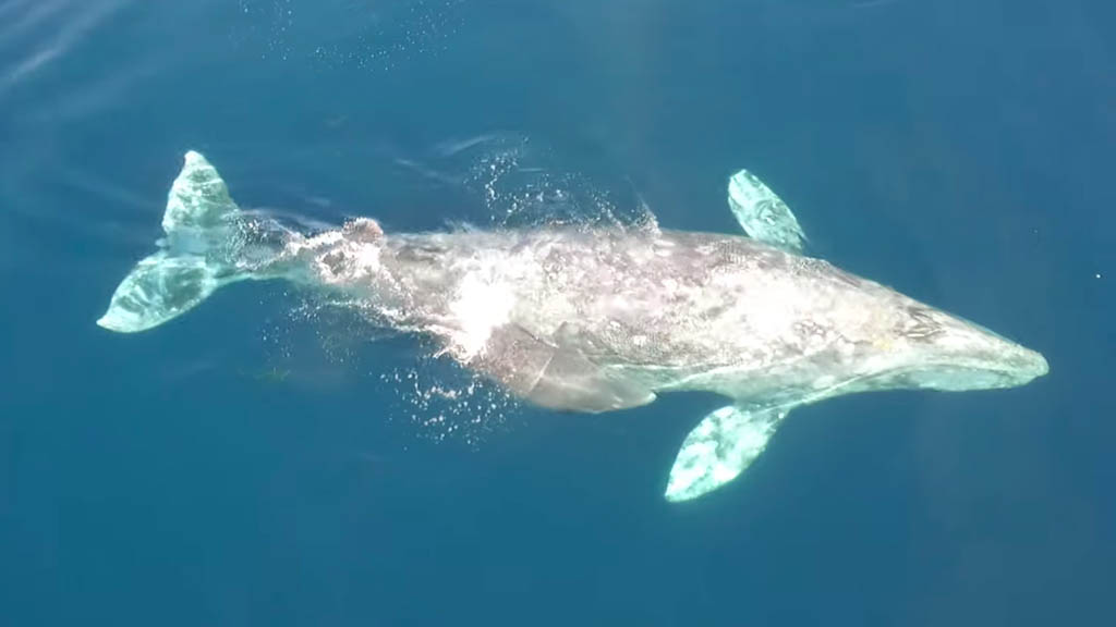 #Video Cría de ballena y su madre nadan con delfines en California