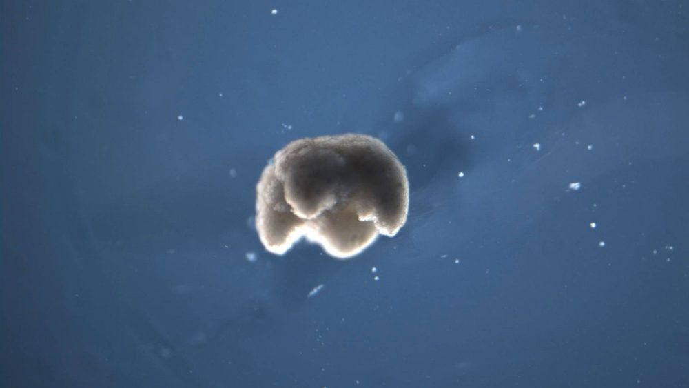 Diseñan pequeños “robots vivos” a partir de células de animales