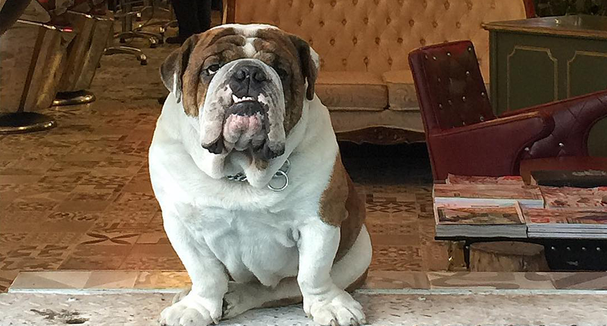 Rescatan a Emilio, el bulldog robado en la colonia Roma