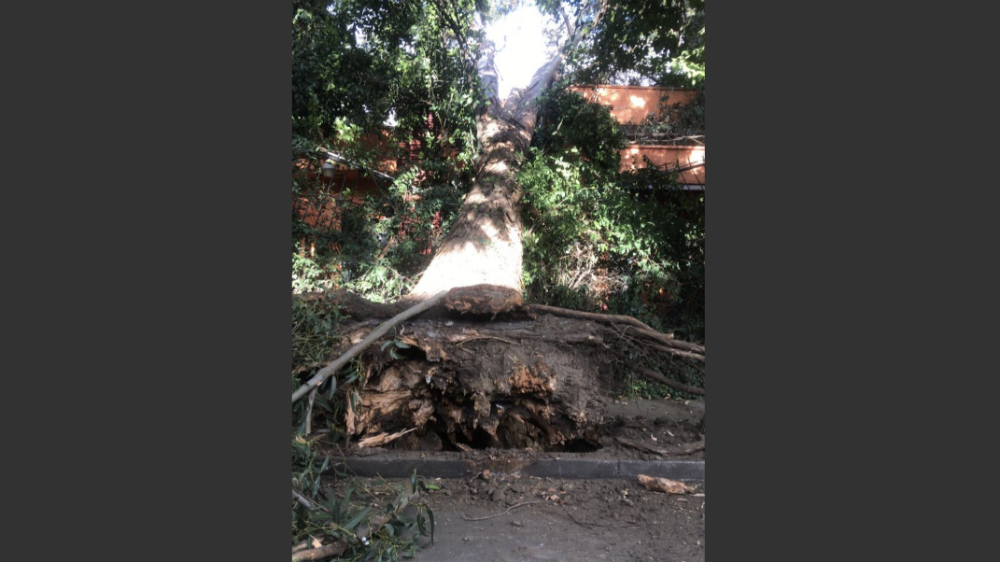 Fuertes vientos provocan caída de árboles y espectaculares en la Ciudad de México
