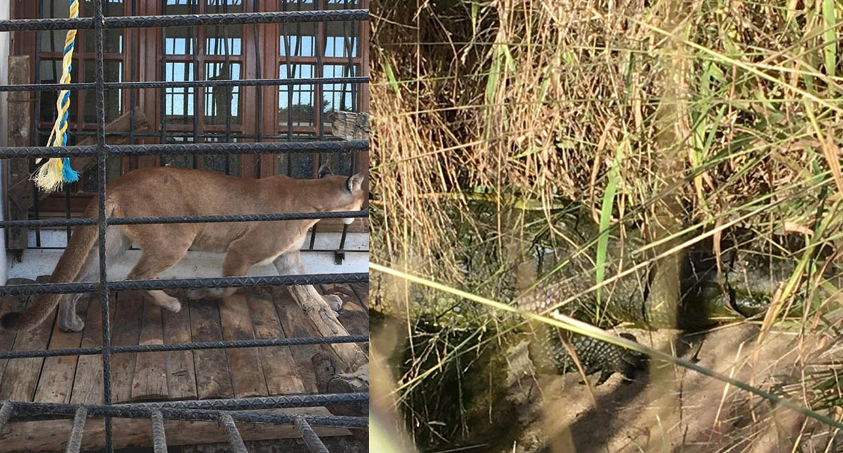 Decomisan animales exóticos durante cateo en Oaxaca - cateo-oaxaca-casa-armas-animales-exoticos-2