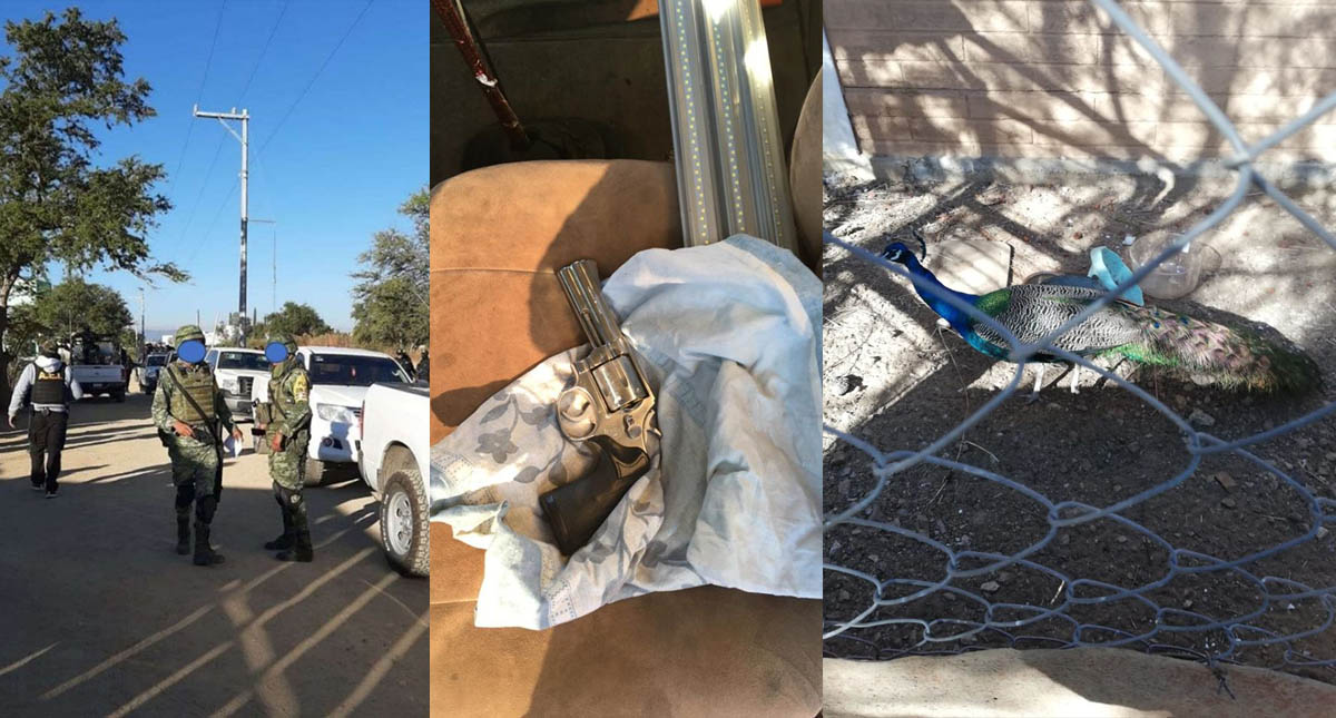 Decomisan animales exóticos durante cateo en Oaxaca