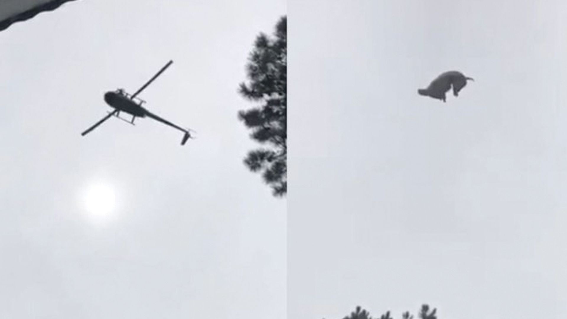 Polémica en Uruguay por caída de animal a alberca de empresario