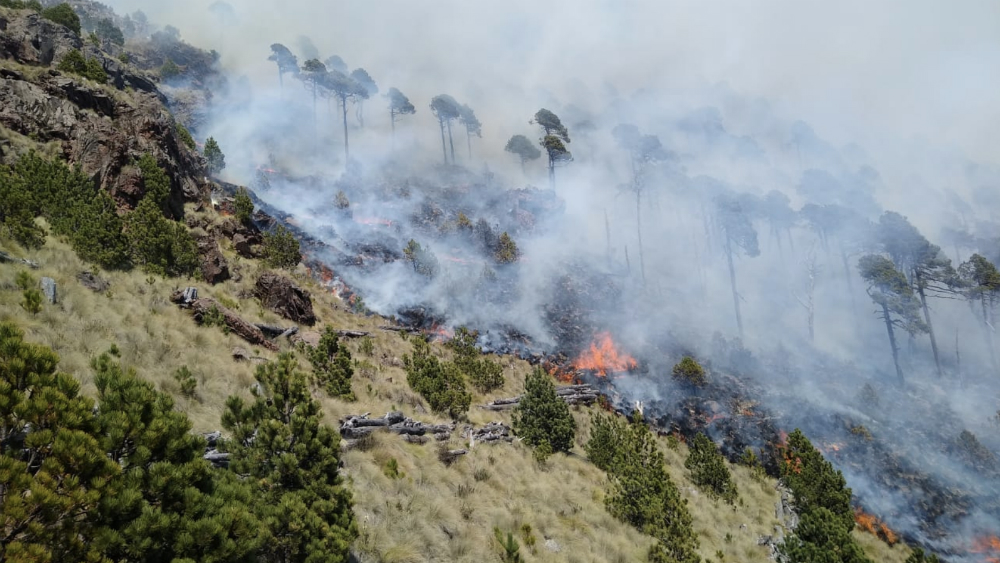 Incendio en Parque Nacional Cofre de Perote deja daños en 20 hectáreas