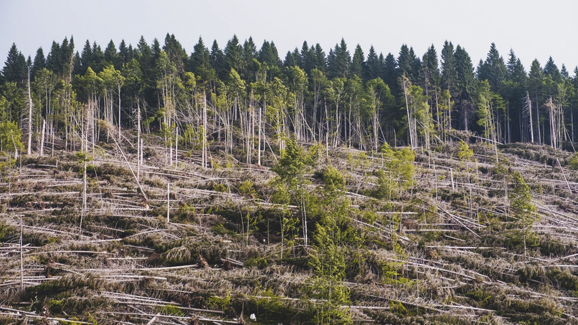 Crisis climática amenaza más a la biodiversidad que la deforestación