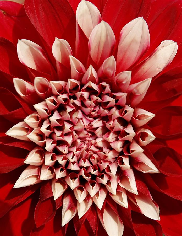 Flor de dalia ayudaría a combatir la diabetes Flor de dalia ayudaría a combatir la diabetes