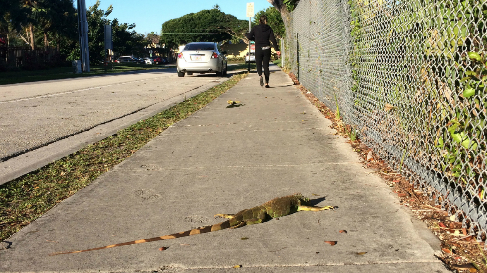 Ola de frío en Florida provoca cierre de parques temáticos y “lluvia de iguanas”