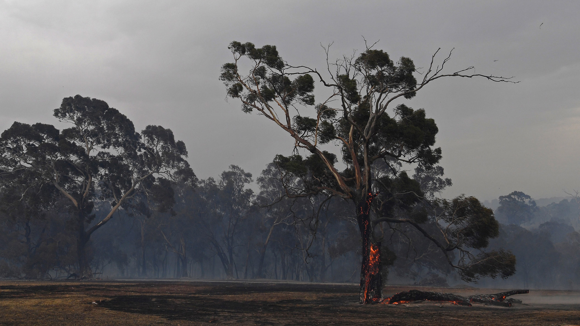 Sube a 16 número de víctimas por incendios en Australia Sube a 16 número de víctimas por incendios en Australia