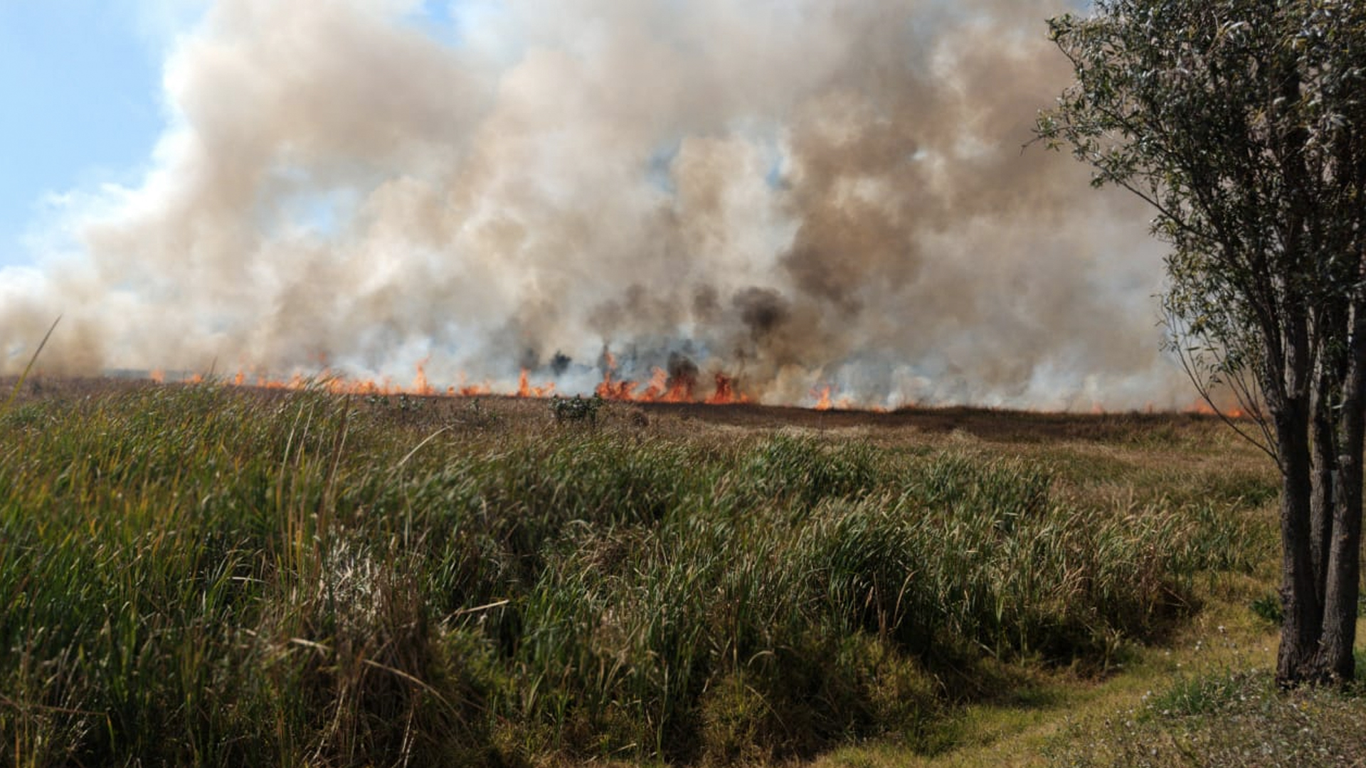 Incendio consume pastizal en Xochimilco; ya fue controlado