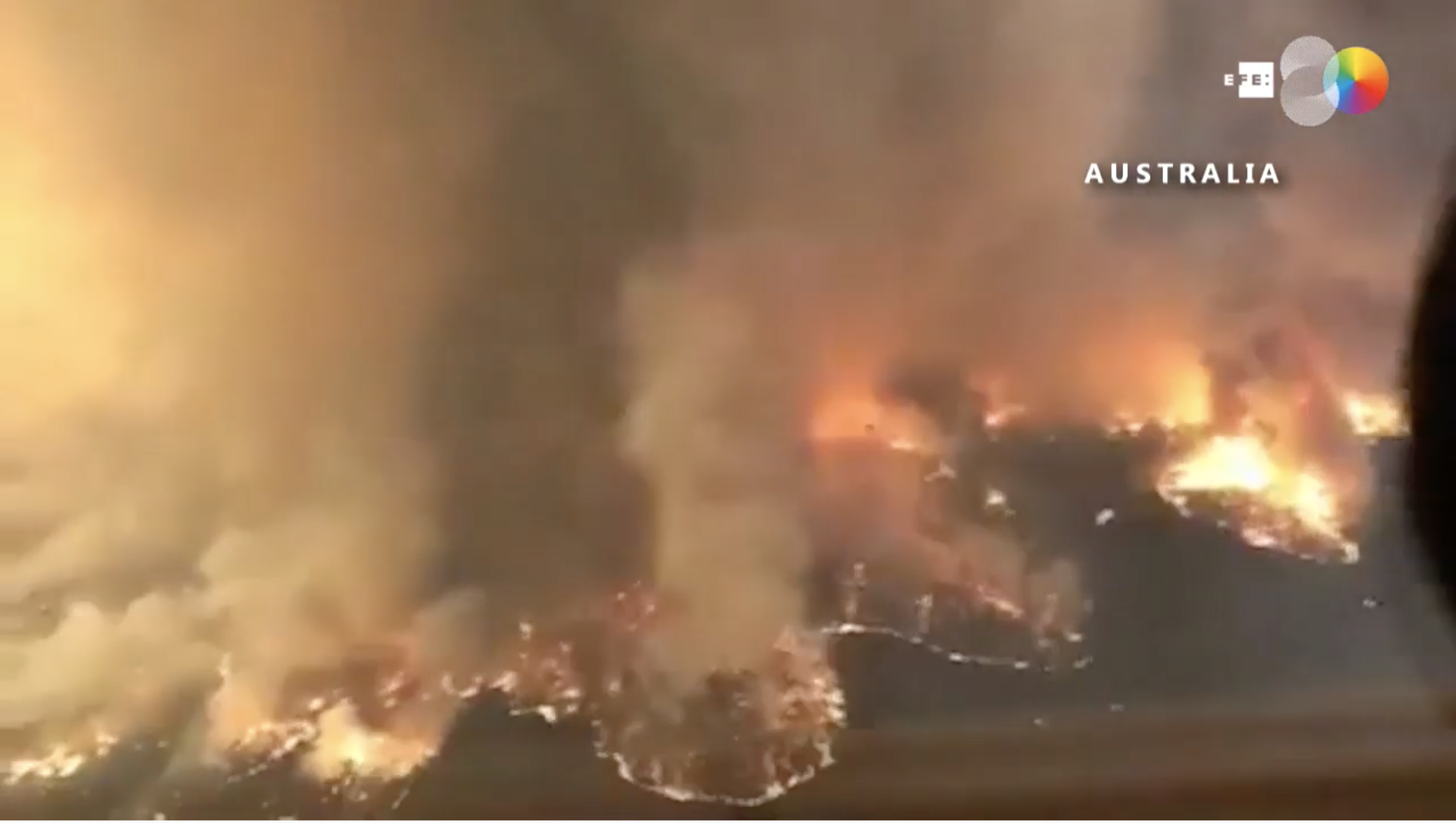 Víctimas sin voz: Los animales sufren las consecuencias de los incendios en Australia