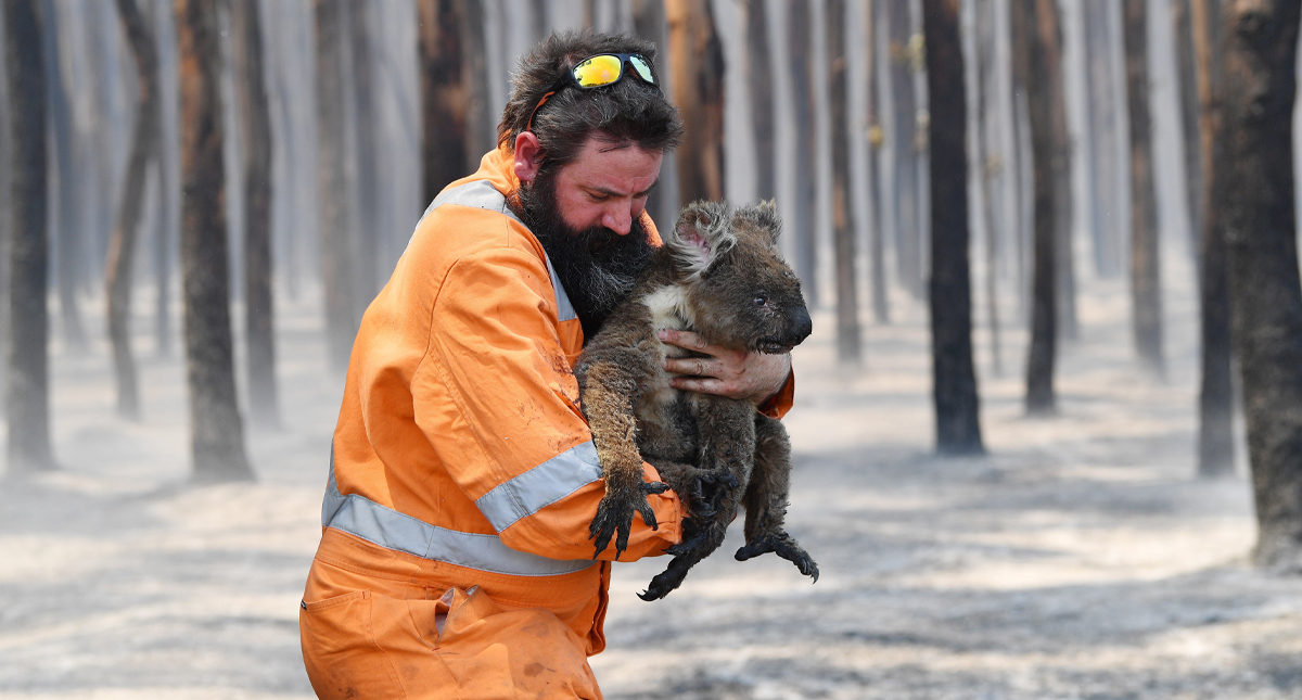 Más de mil millones de animales han muerto por incendios forestales de Australia