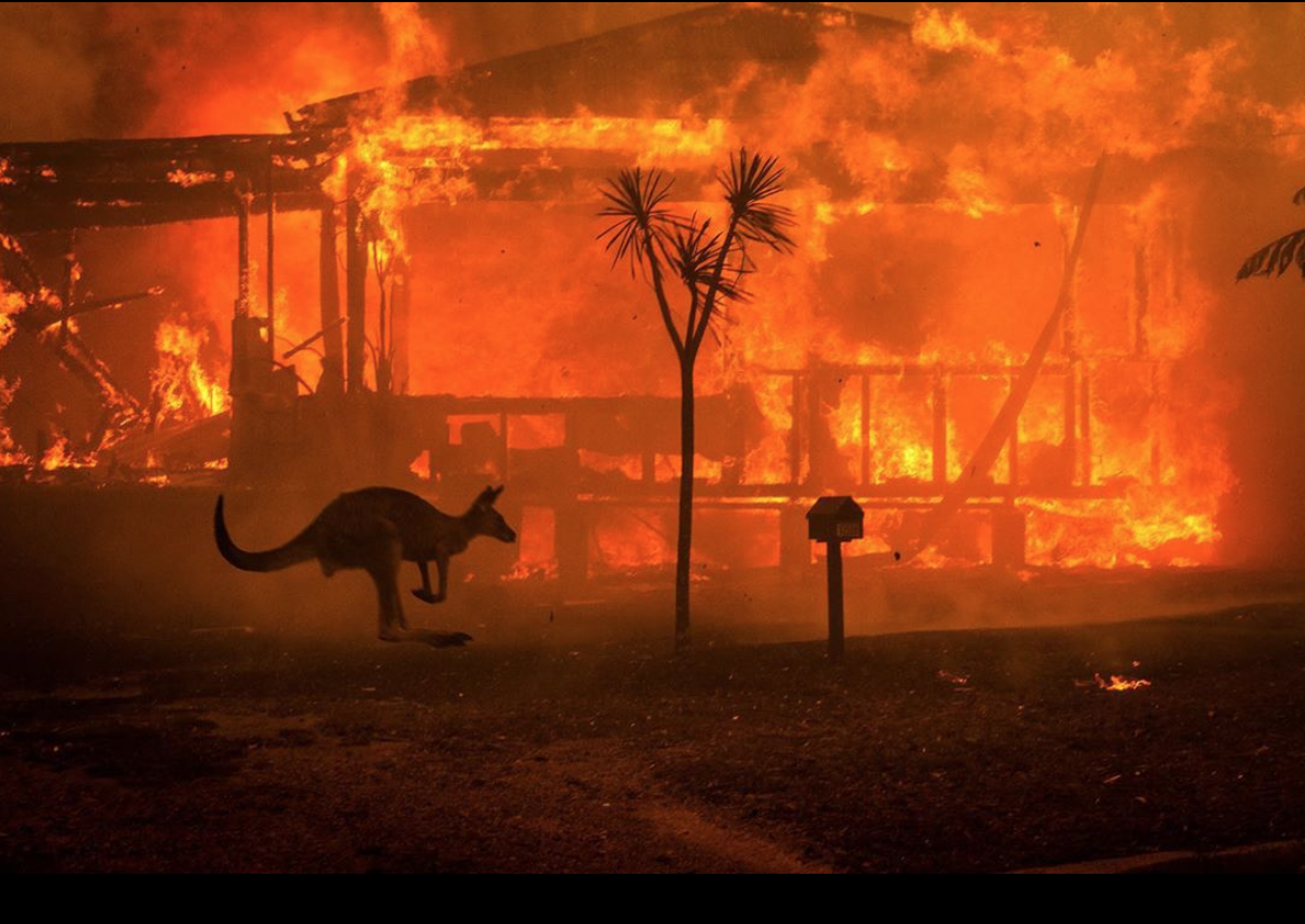 #Galería Los daños del incendio en Australia - incendios-australia-2