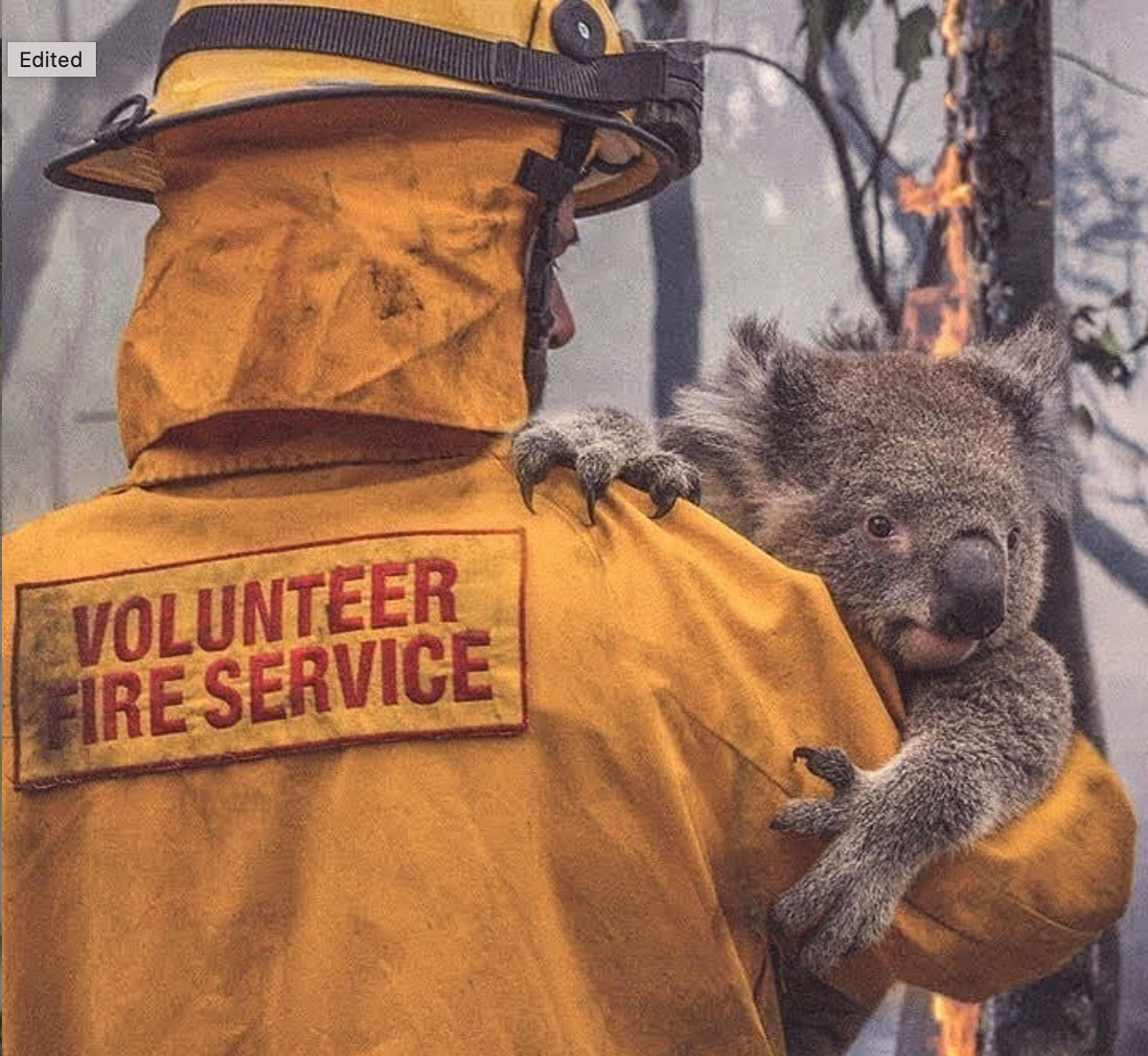 Población de koalas en Australia se redujo 30 por ciento desde 2018 - incendios-australia