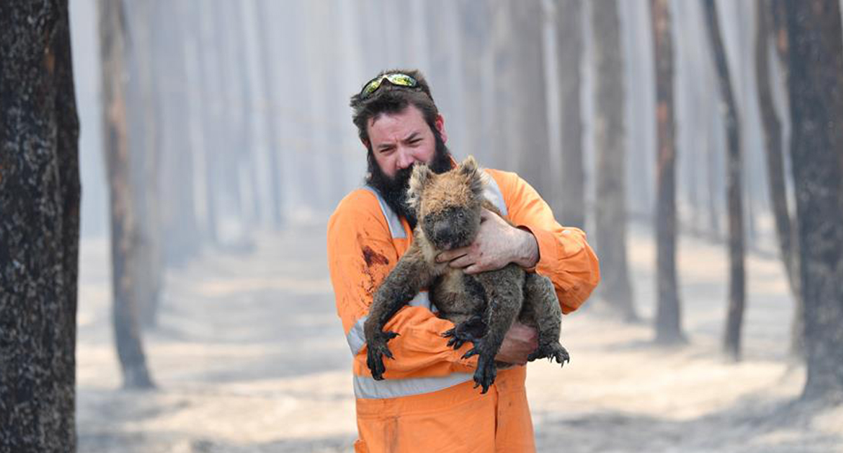 Ocho asociaciones a las que puedes donar para combatir los incendios en Australia