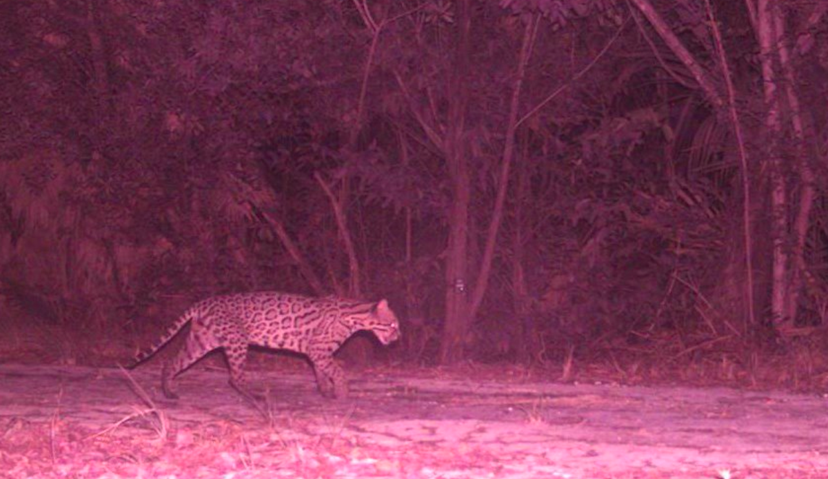 Detectan presencia de 10 felinos salvajes en Cancún