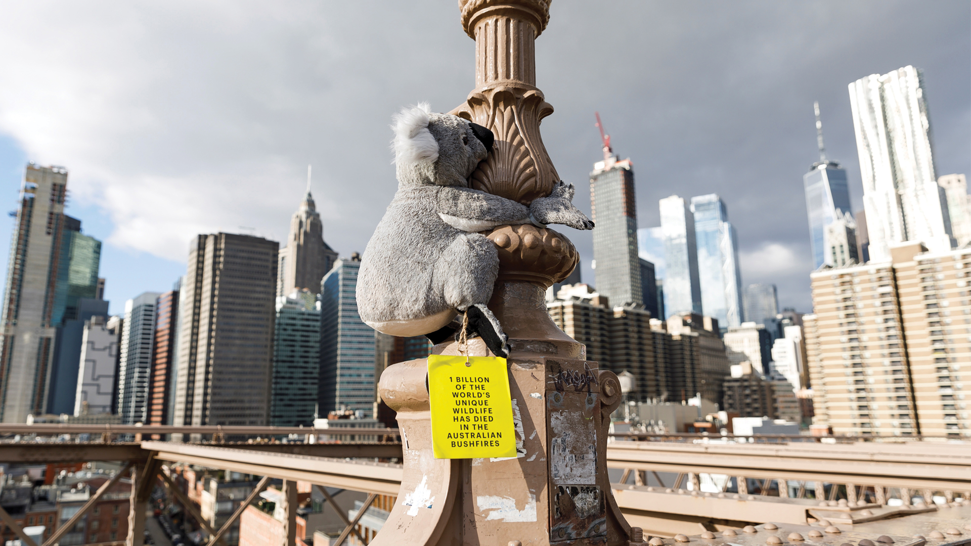 Koalas de peluche invaden Nueva York para apoyar a Australia - koalas-en-nueva-york