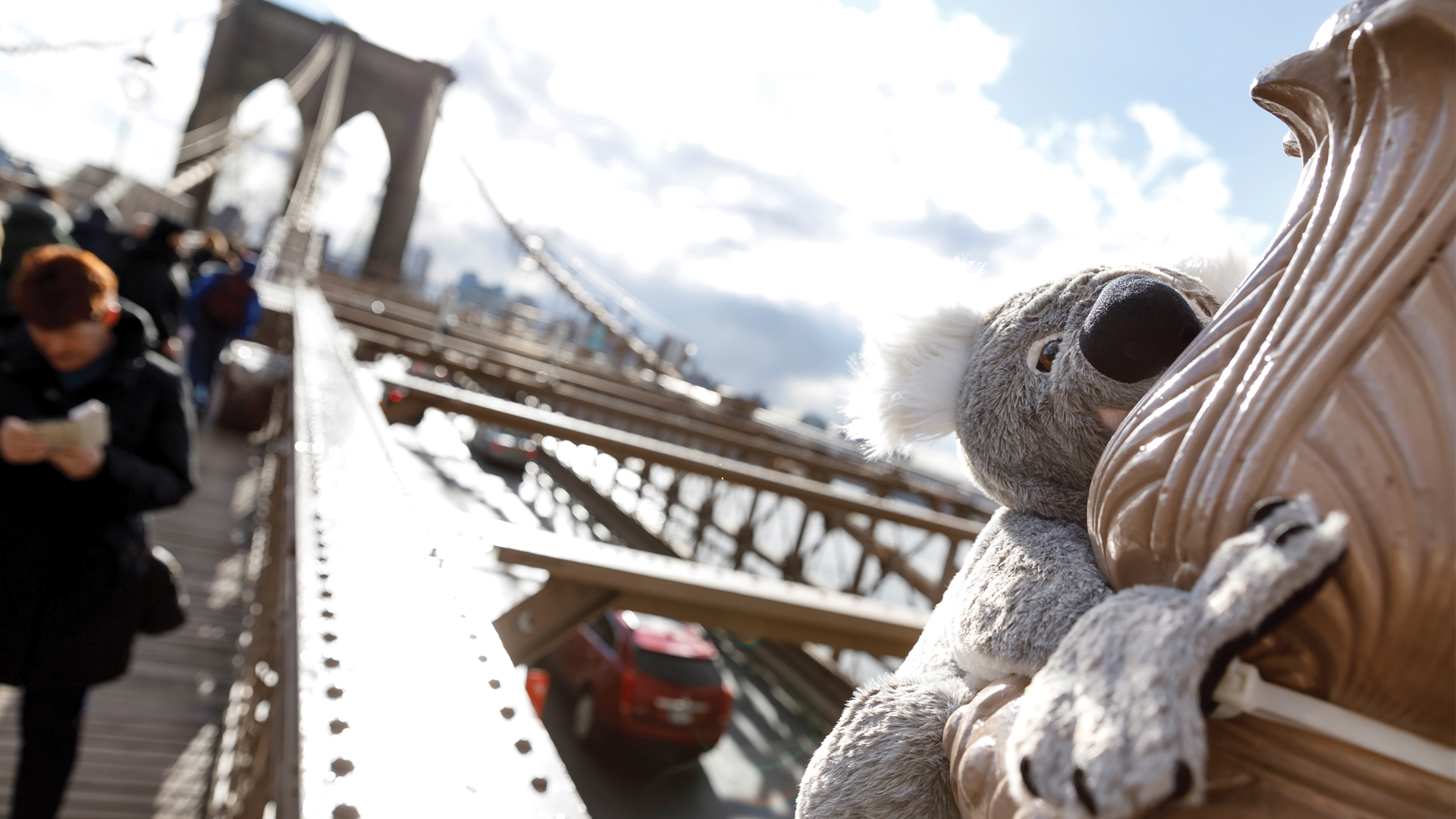 Koalas de peluche invaden Nueva York para apoyar a Australia Koalas de peluche invaden Nueva York para apoyar a Australia