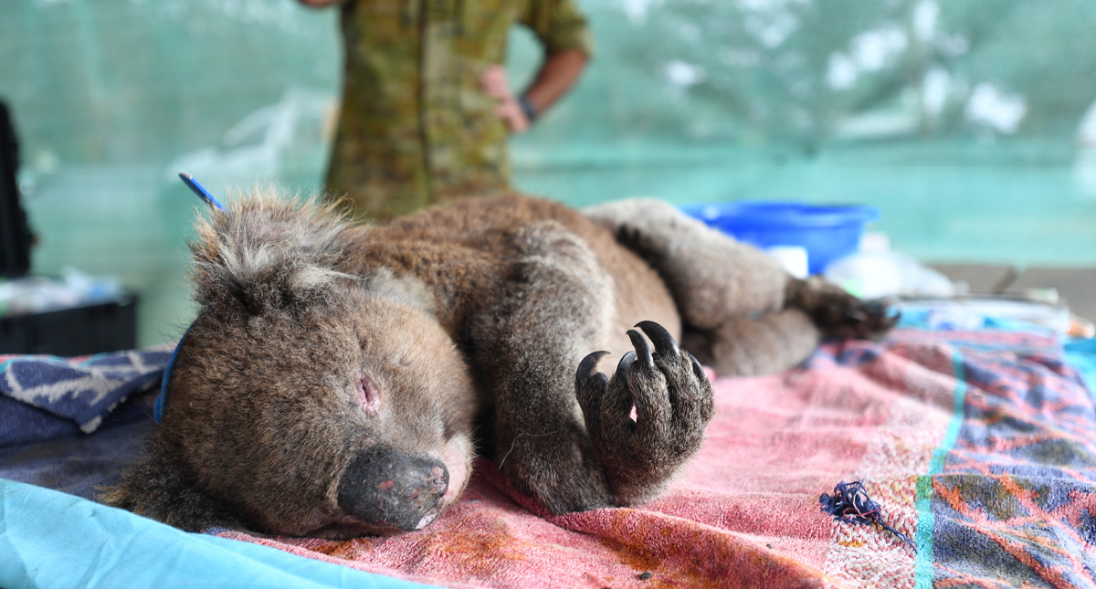 Improvisan hospital en Australia para atender a koalas heridos por incendios