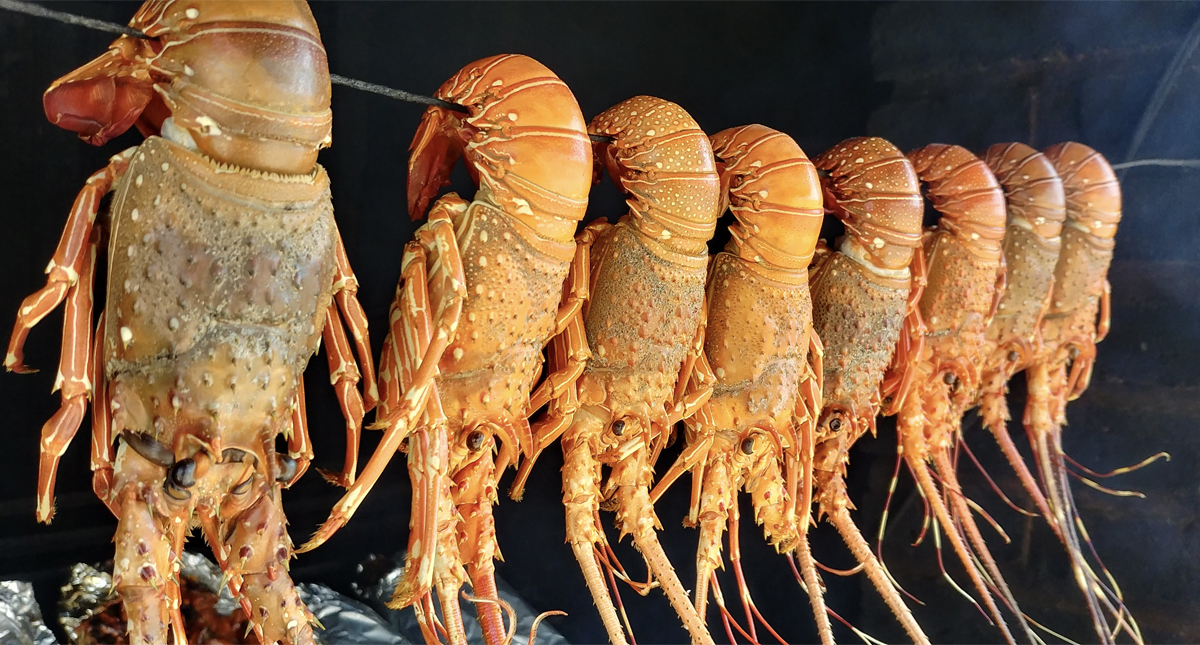 Capturan más de 230 toneladas de langosta en Galápagos durante la temporada pesquera 2019