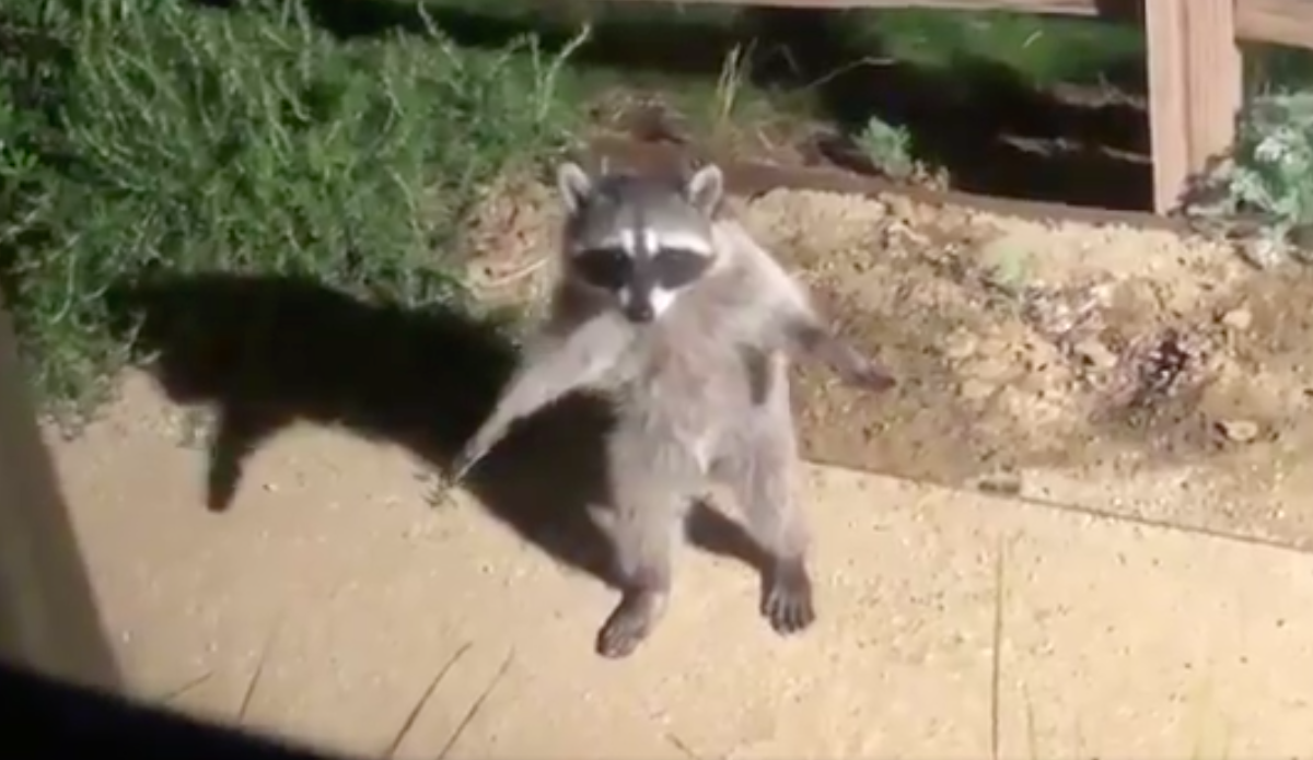 #Video Mapaches reaccionan como estatuas al ser descubiertos en casa