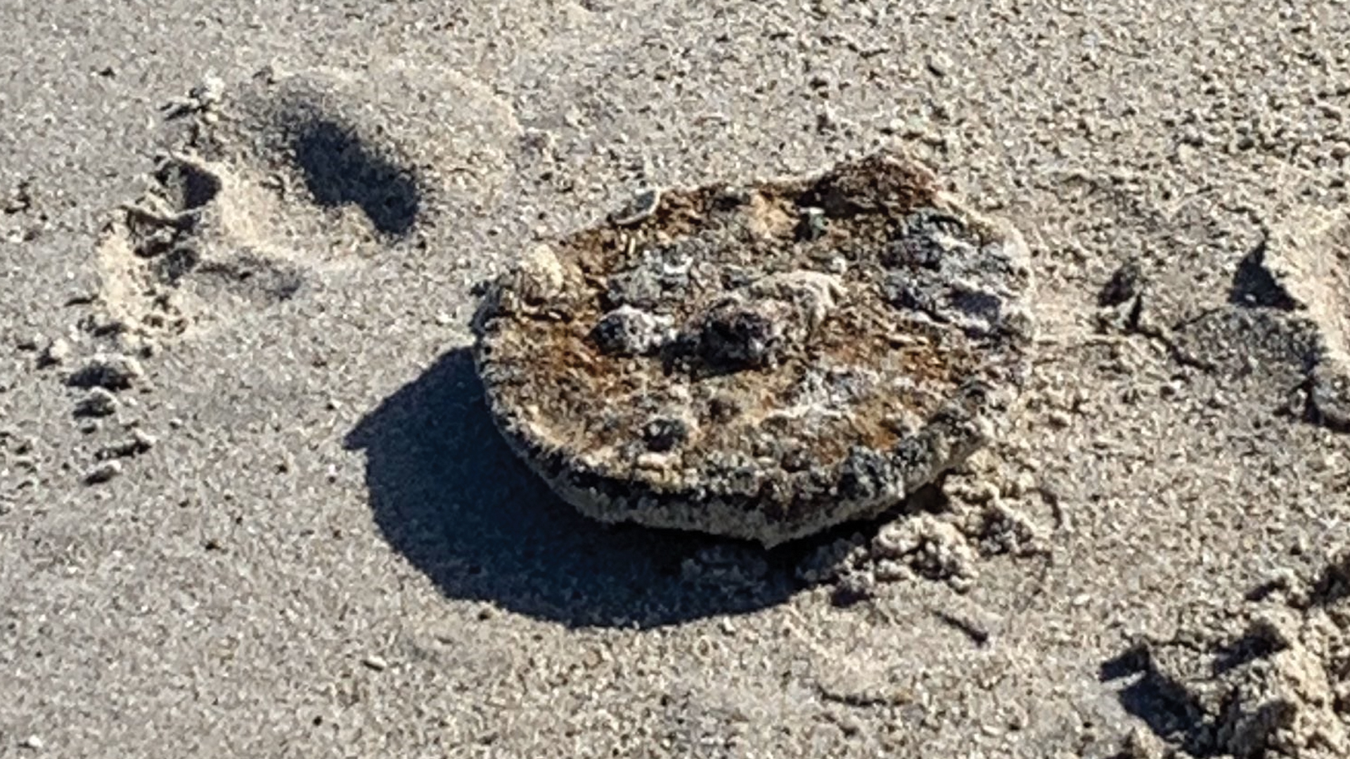 Encuentran mina terrestre de la Segunda Guerra Mundial en Florida