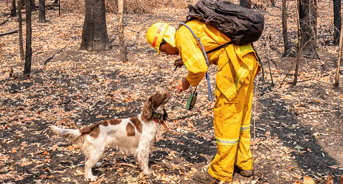 #Video Perra ayuda a encontrar koalas heridos por incendios en Australia