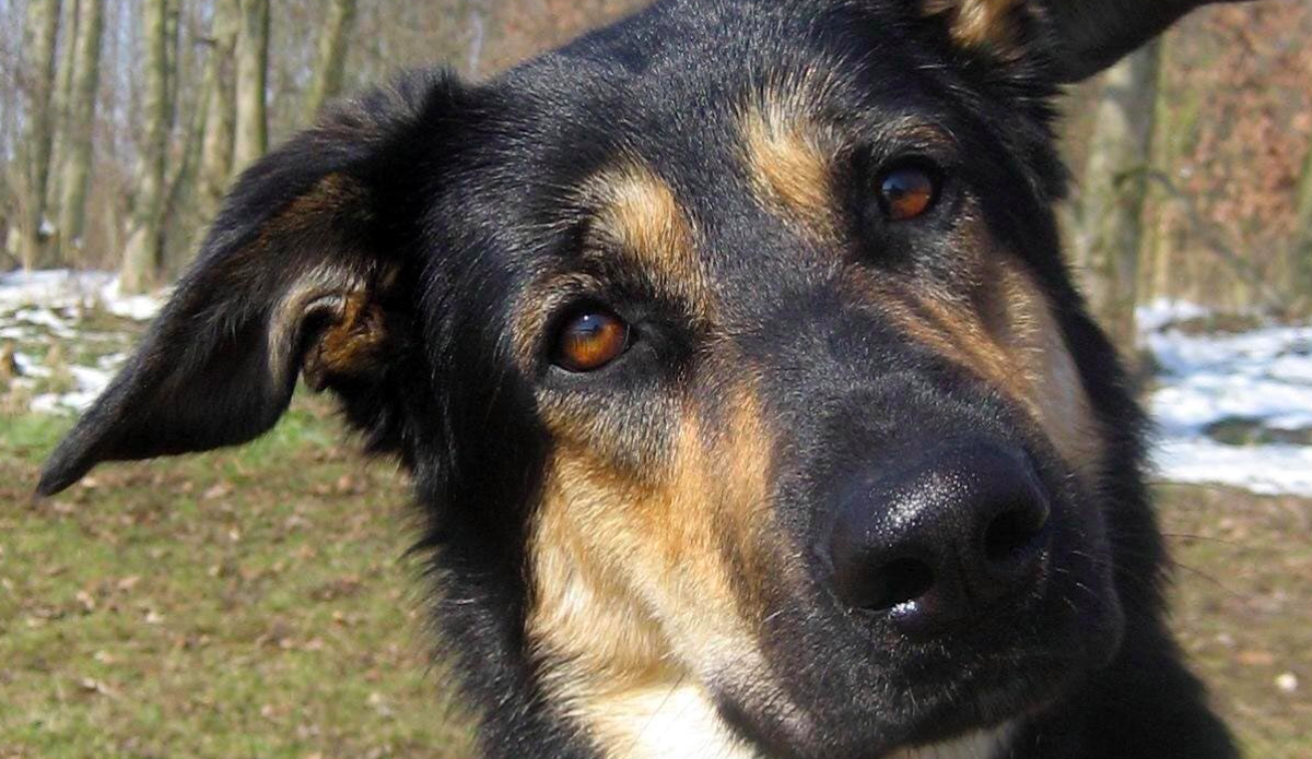 Estudio demuestra que los perros pueden identificar rostros