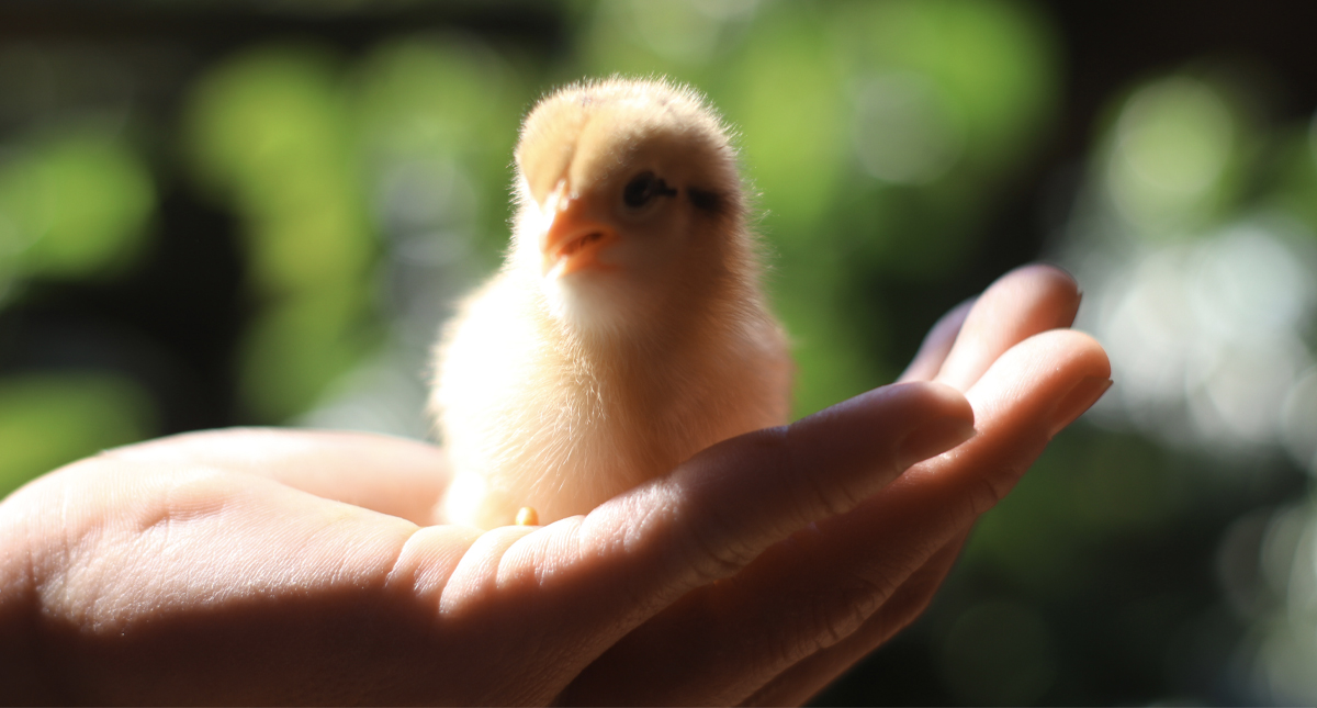 Francia prohibirá triturar polluelos vivos para 2021