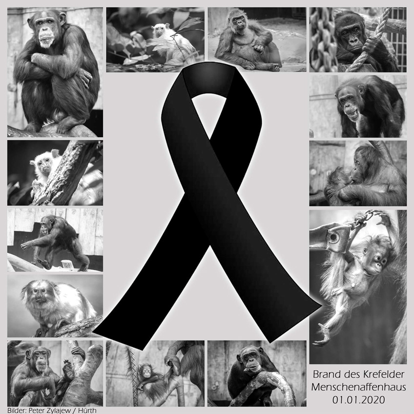 Incendio en zoológico de Alemania mata a 30 animales en Año Nuevo - primates-que-murieron-en-incendio-del-zoologico-de-krefeld-alemania