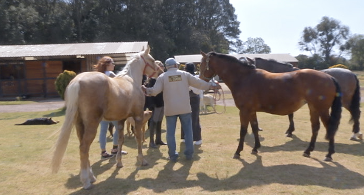 Santuario El camino, para animales abandonados