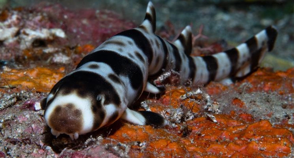 #Video Científicos descubren cuatro especies de ‘tiburones caminantes’