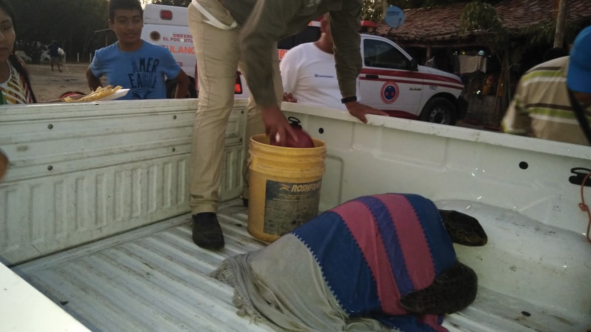 Marea roja provoca muerte de tortugas en Oaxaca