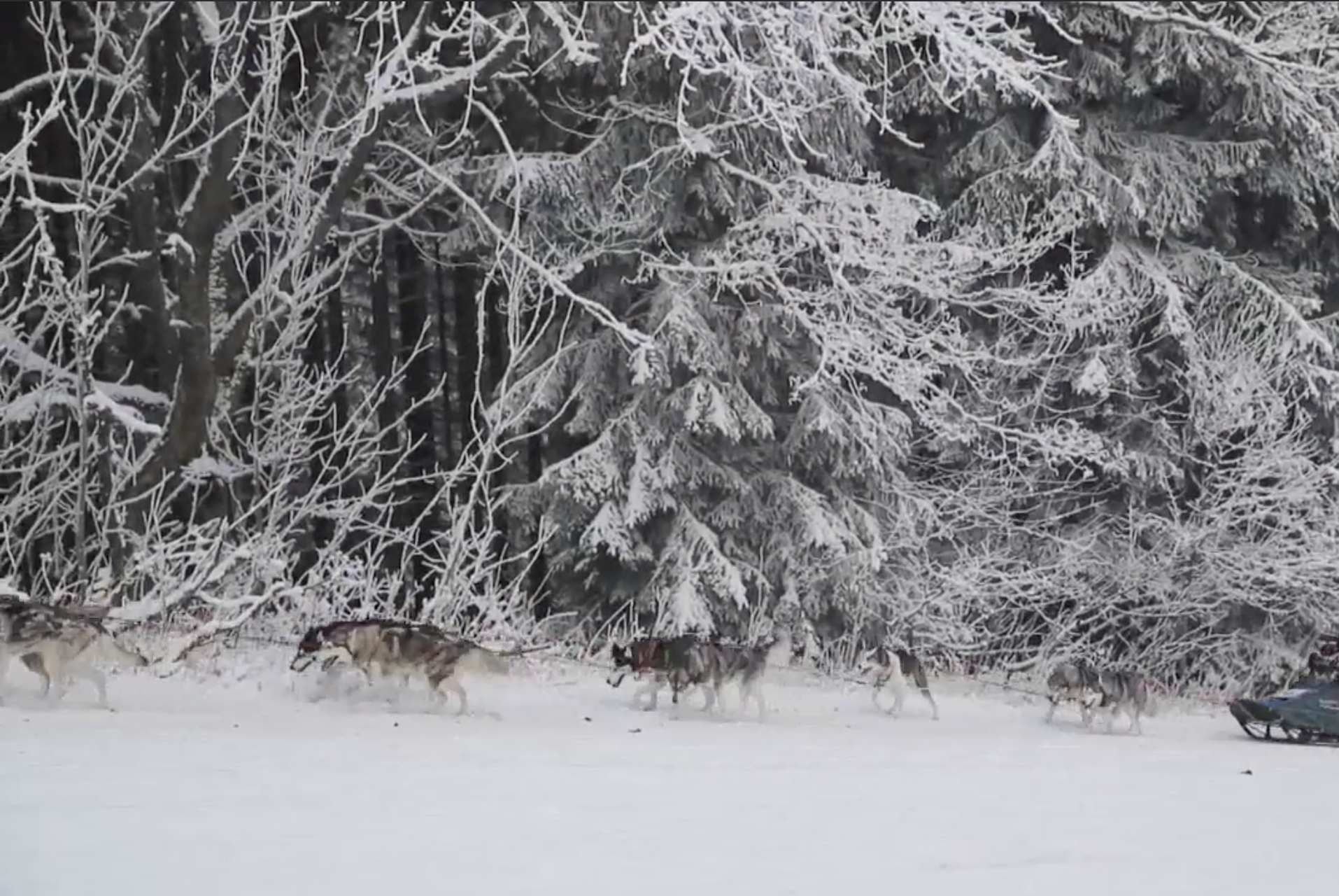 Un hombre y sus perros: en trineo por la montaña