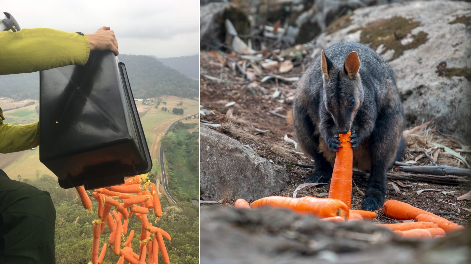 Lanzan verduras desde helicópteros para alimentar a animales en Australia Lanzan verduras desde helicópteros para alimentar a animales en Australia