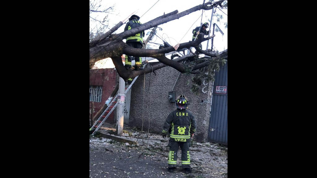 Fuertes vientos provocan caída de árboles y ramas en la Ciudad de México - afectaciones-vientos-ciudad-de-mexico