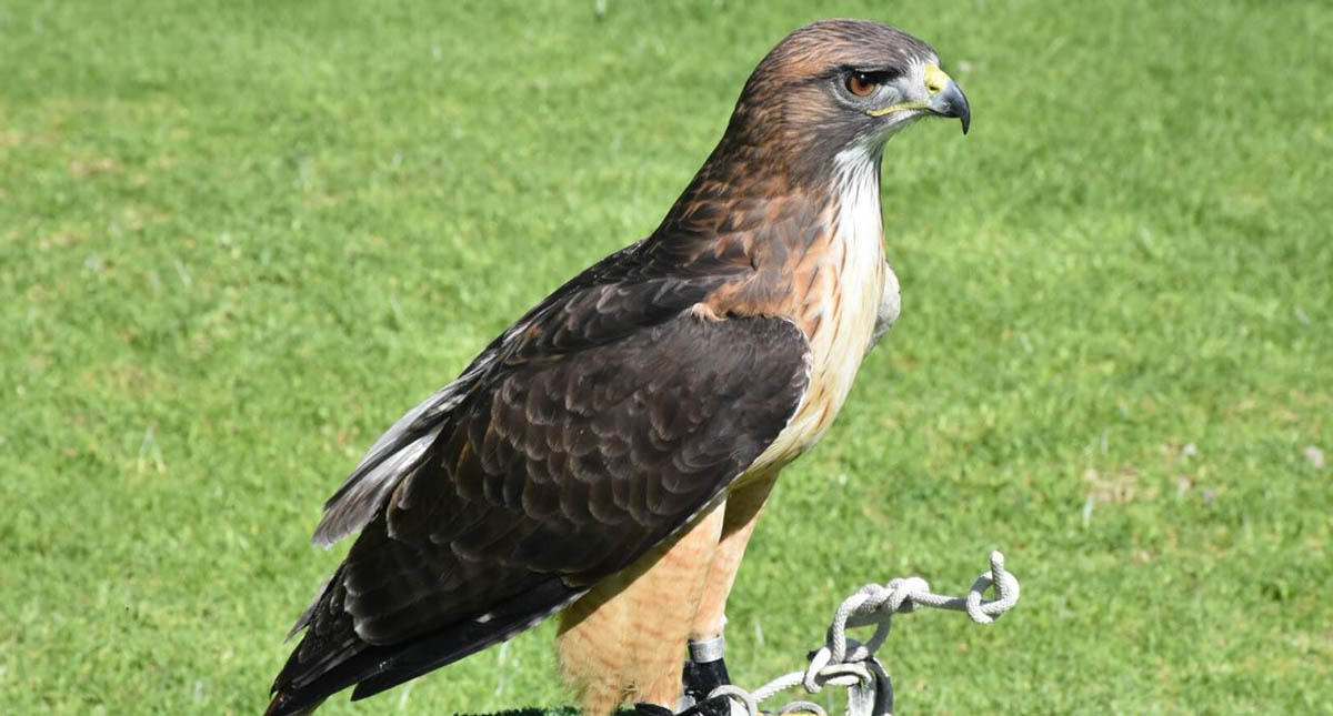 Pérdida de hábitat disminuye poblaciones de águila real