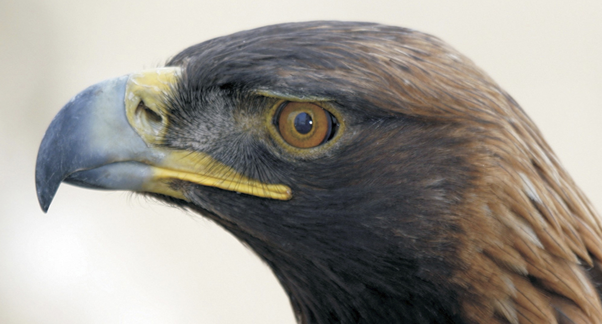 #Video Liberan águila real en desierto de Cuatro Ciénegas