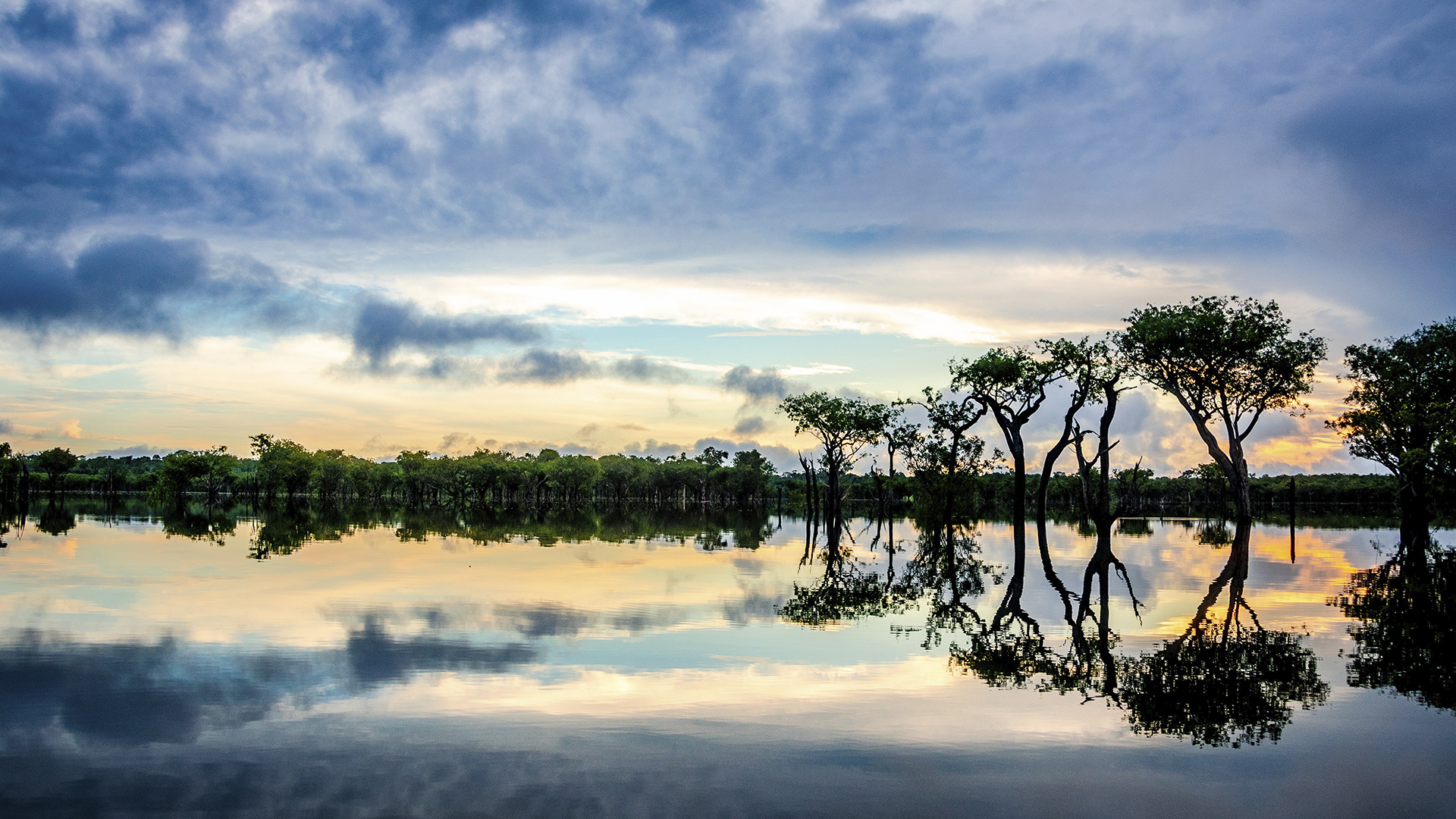 Árboles son las ‘cápsulas del tiempo’ de la Amazonía, revela estudio